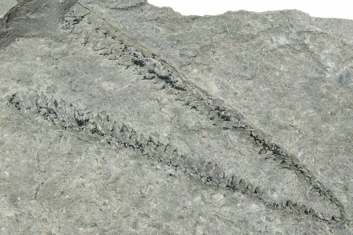 Ordovician Graptolite (Didymograptus) - Fillmore Formation, Utah #238862